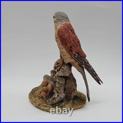 Kestrel Border Fine Arts Birds Rare