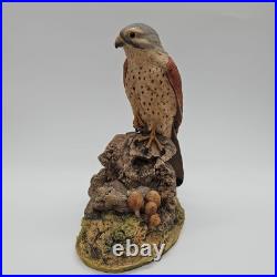 Kestrel Border Fine Arts Birds Rare