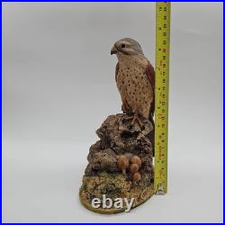 Kestrel Border Fine Arts Birds Rare