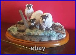 Large Border Fine Arts Blackfaced Ewes A27074 Sheep Collection Large Border Fine Arts Blackfaced Ewes A27074 Sheep Collection