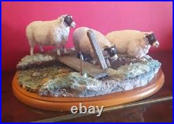 Large Border Fine Arts Blackfaced Ewes A27074 Sheep Collection
