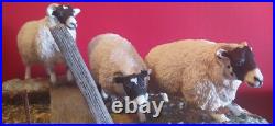 Large Border Fine Arts Blackfaced Ewes A27074 Sheep Collection