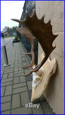 Large Fallow Deer Stag Antlers with original indigenous complete skull decor 226