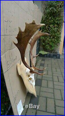 Large Fallow Deer Stag Antlers with original indigenous complete skull decor 226