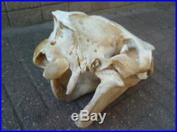 Large Horse Skull (Equus ferus caballus) Head complete entire skull taxidermy