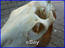 Large Horse Skull (Equus ferus caballus) Head complete entire skull taxidermy