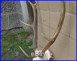 Large Red Deer Stag Antlers with original indigenous complete skull decor 110