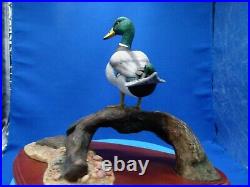 Mallard duck, AO477, water fowl of the world, made in 2000, by don briddell