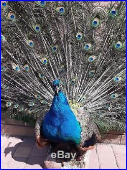 Quality Taxidermy of Peafowl Peacock Dance Display Home Decor Design Exhibit