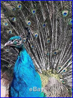 Quality Taxidermy of Peafowl Peacock Dance Display Home Decor Design Exhibit