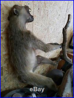 Quality taxidermy of Baboon monkey chimpanzee gorrila wood branch mounted