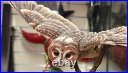 Rare Border Fine Arts Tawny Owl Birds by Russell Willis A4054 Unboxed SU74