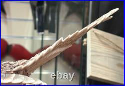 Rare Border Fine Arts Tawny Owl Birds by Russell Willis A4054 Unboxed SU74