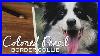 Realistic-Border-Collie-Colored-Pencil-Drawing-Timelapse-01-yo