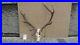 Red-Deer-antlers-skull-taxidermy-luxury-home-decor-wall-exhibit-arts-collectible-01-drf