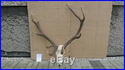 Red Deer antlers skull taxidermy luxury home decor wall exhibit arts collectible