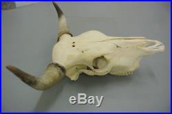 Scottish cow bull skull head horns taxidermy education gothic home decor science