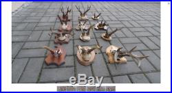 Set of 12 quality roe deer skull antlers wooden shield mounted taxidermy