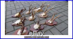 Set of 12 quality roe deer skull antlers wooden shield mounted taxidermy