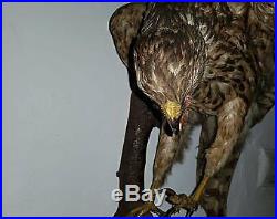Taxidermy of buzzard hawk northern goshawk falcon (Accipiter gentilis) eagle