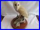 Vintage-Border-Fine-Arts-B0276-Barn-Owl-ON-THE-LOOKOUT-24x19cm-1974-grams-1998-01-qhtu